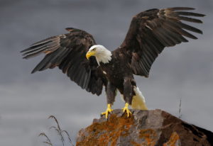bald eagle