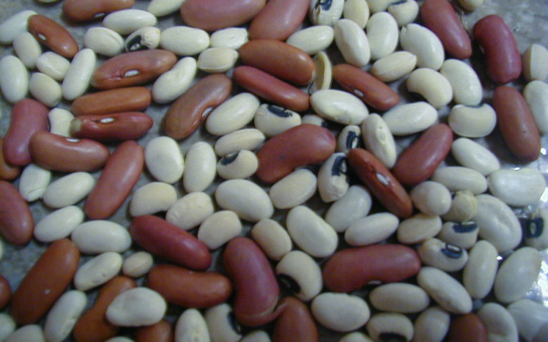 Cannellini Bean and Tuna Salad