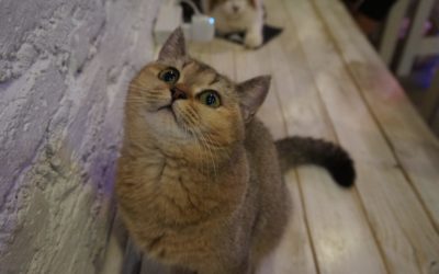 Surprised by a Tom Cat