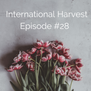 International Harvest #28